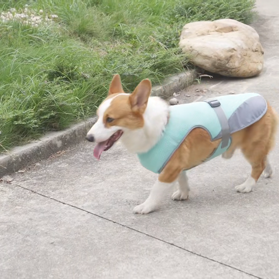 Corgi outdoors wearing the ArcticPup cooling vest