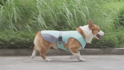 Corgi walking happily outdoors in the ArcticPup cooling vest