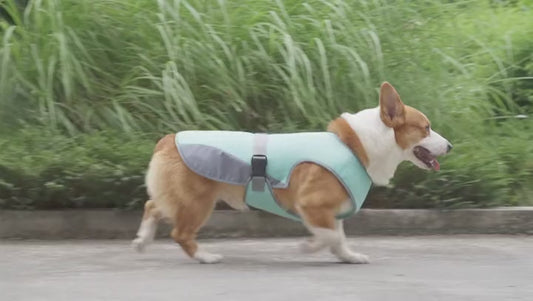Corgi walking happily outdoors in the ArcticPup cooling vest
